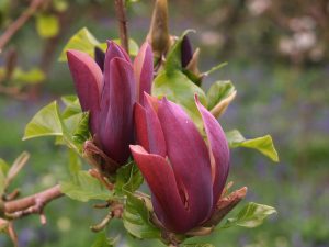 Magnolia x brooklynensis ‘Black Beauty’