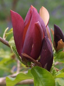 Magnolia x brooklynensis ‘Black Beauty’