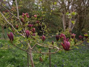 Magnolia x brooklynensis ‘Black Beauty’