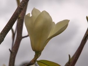 Magnolia ‘Gold Finch’