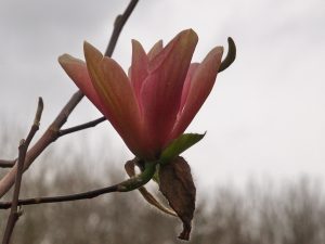 Magnolia ‘Peaches ‘n’ Cream’