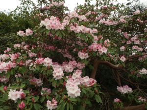 Rhododendron loderi
