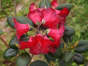 Rhododendron thompsonii