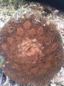 Tree fern trunk