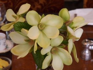 Magnolia 'Lemon Star'
