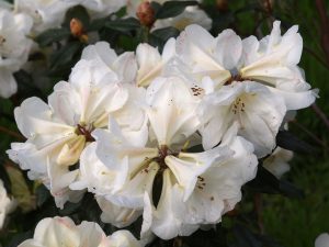 Rhododendron ‘Martha Wright’