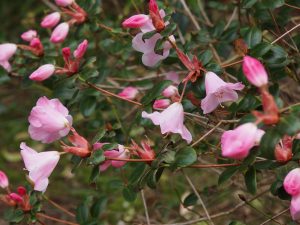 Rhododendron williamsianum x Rhododendron martinianum