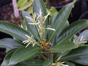 Lithocarpus glabra
