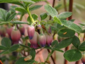 Menziesia ciliicalyx (Rhododendron ciliicalyx)