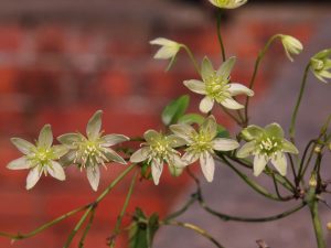Clematis forsteri