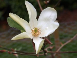 Magnolia ‘Honeybelle’