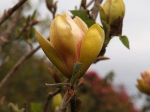 Magnolia ‘Sensation’