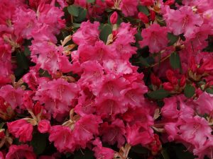 Rhododendron ‘Linda’