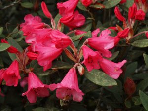 Rhododendron ‘Winsome’