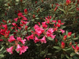 Rhododendron ‘Winsome’