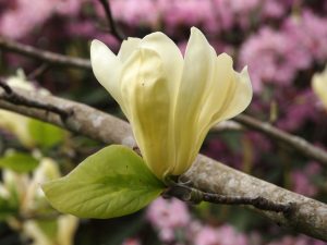 Unidentified yellow magnolia