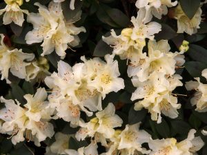 Rhododendron ‘Yaku Fairy’