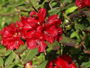 Rhododendron neriiflorum