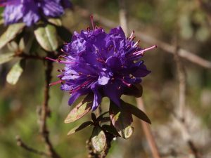 Rhododendron russatum