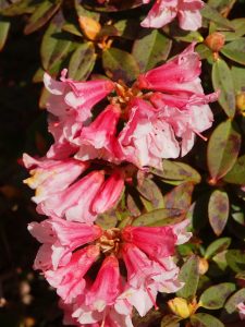 Rhododendron ‘Wee Bee’