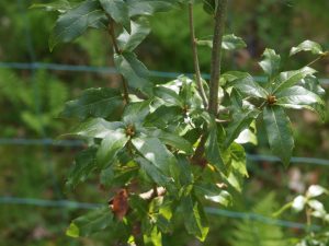 Quercus flocculenta