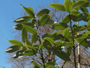 Quercus multinervis