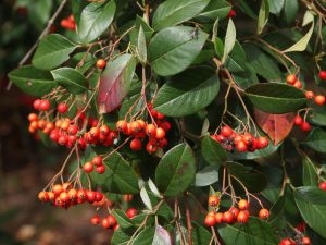 unknown cotoneaster
