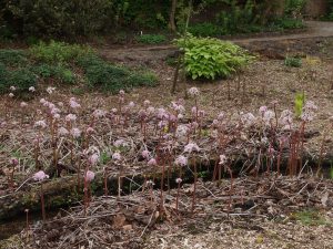 Darmeria peltata