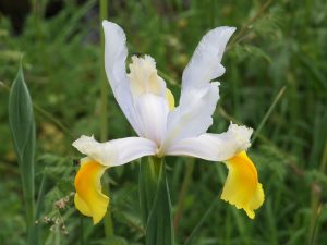 unusual iris