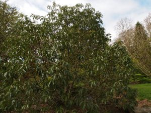 Lithocarpus henryi