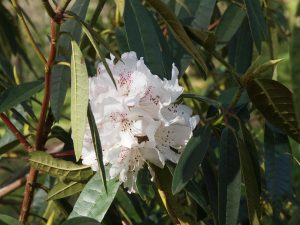 Rhododendron ‘Boddaertianum’