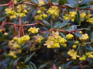 Berberis hookeri