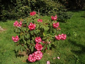 Rhododendron ‘Lady Montagu Group’