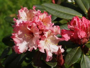 Rhododendron ‘Lems Cameo’