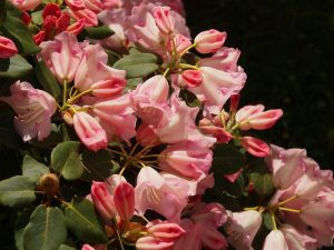 Rhododendron ‘Moonstone’