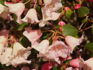 Rhododendron williamsianum x campylogynum