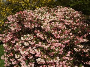 Rhododendron williamsianum x campylogynum