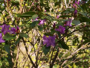 Rhododendron concinnum var pseudoyanthinum Group