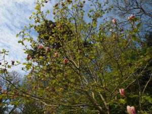 Magnolia x brooklynensis ‘Evamaria’
