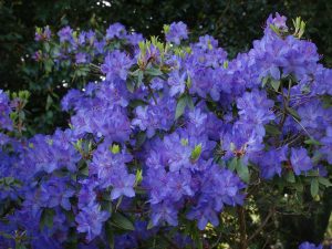Rhododendron augustinii ‘Electra Group’