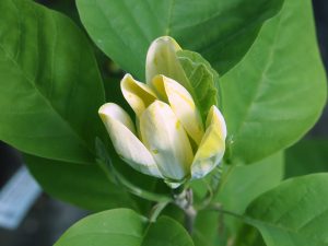 Magnolia acuminata var subcordata