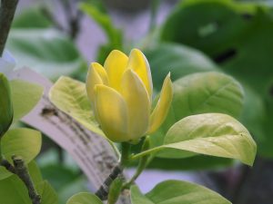 Magnolia acuminata var subcordata