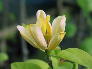 Magnolia acuminata var subcordata