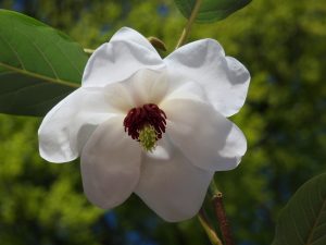 Magnolia ‘Jersey Belle’