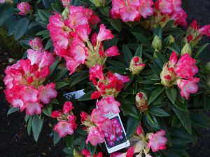 Rhododendron ‘Surrey Heath’