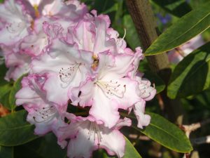 Rhododendron ‘Polar Bear’ x ‘Moses Maroon’