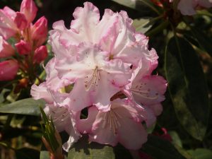 Rhododendron ‘Polar Bear’ x ‘Moses Maroon’