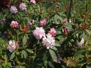 Rhododendron ‘Polar Bear’ x ‘Moses Maroon’