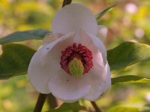 Magnolia sieboldii ‘Mishiko Renge’