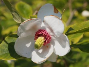 Magnolia sieboldii ‘Mishiko Renge’